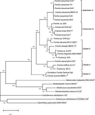 Genomic Insights Into Plant-Growth-Promoting Potentialities of the Genus Frankia